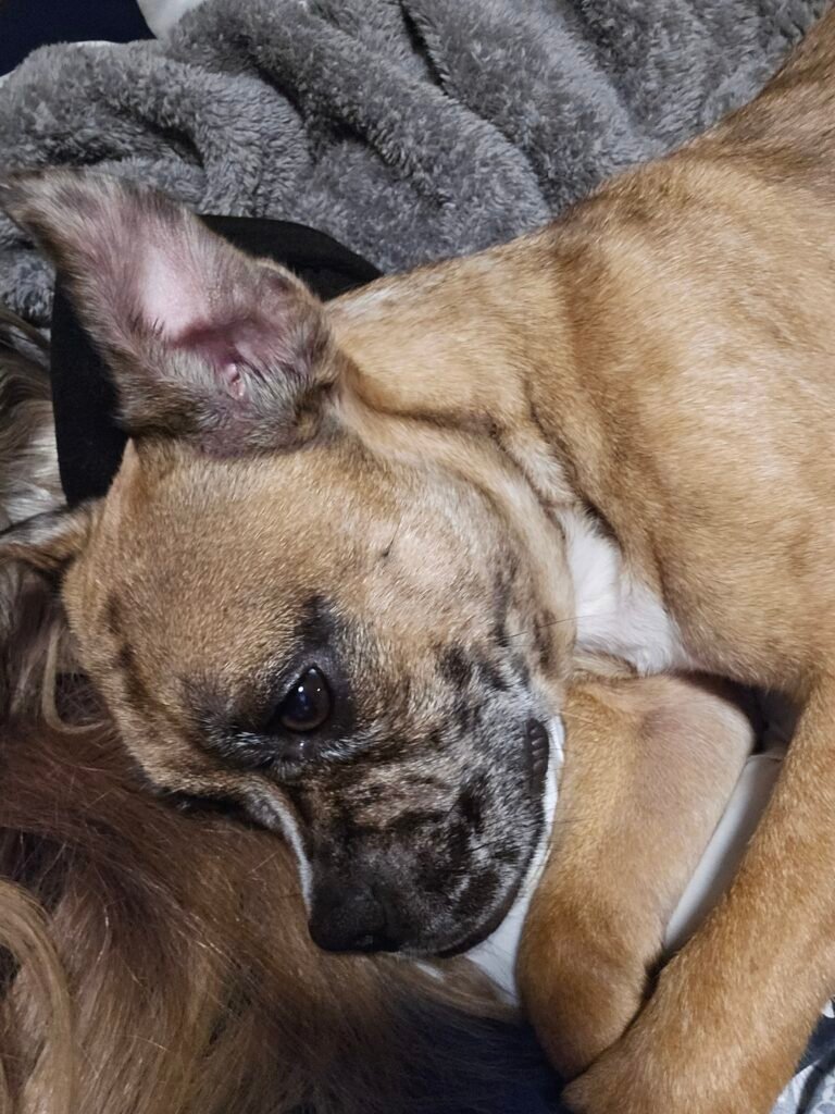 small dog sleeping on a grey blanket