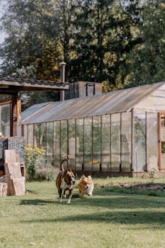 Two dogs running joyfully on a grassy lawn beside a greenhouse on a sunny day.